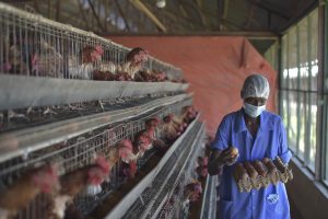 Poultry Farm Worker Jobs in Canada with Visa Sponsorship